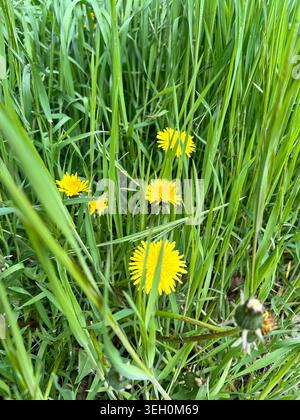 Gelber Dandelion im grünen Gras. Stockfoto