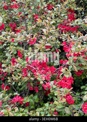 Ehe frühlingsrote Blüten am Busch. Stockfoto