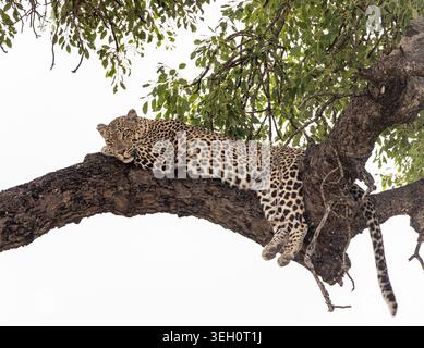 Blick auf einen Leoparden, der auf einem dicken Baumzweig im Kruger-Nationalpark ruht, umgeben von üppigem Grün in Hoedspruit, Limpopo, Südafrika. Stockfoto
