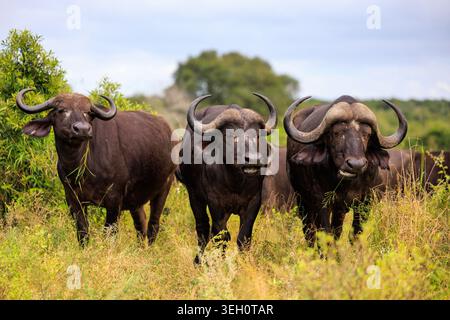 Blick auf drei Kap-Büffel in der Savanne des Kruger-Nationalparks mit hohem Gras und grünen Büschen in Skukuza, Mpumalanga, Südafrika. Stockfoto