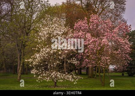 Eine wunderschöne Frühlingsschau mit einer weißen Stern-Magnolie (Magnolia stellata) und einer rosa Untertasse Magnolia (Magnolia x soulangeana) in voller Blüte. Stockfoto