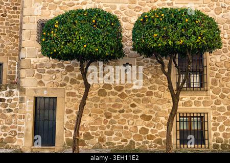Plasencia, Spanien - 03. Dezember 2025: Blick auf zwei Orangenbäume mit runden Vordächern vor einer historischen Steinmauer mit Holztür und Ba Stockfoto