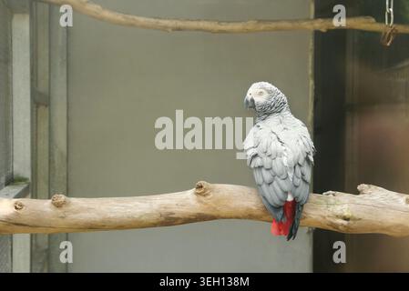 Graupapagei thront auf einem Ast Stockfoto