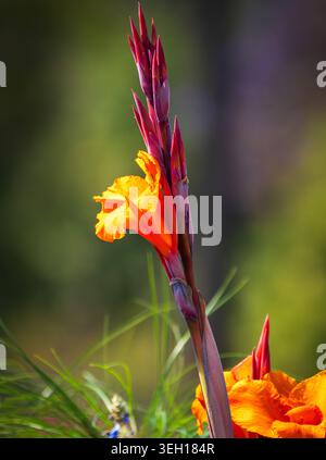 Orange Canna-Lilienblüten-Makro mit weichem natürlichem Hintergrund, lebendige botanische Farben und Details. Stockfoto