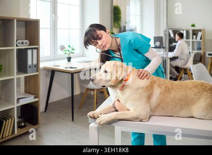 Tierärztliche Krankenschwester untersucht Labrador-Hund mit Stethoskop am Tisch in der Klinik Stockfoto