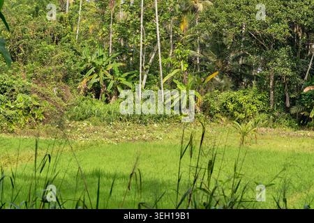Üppiges tropisches Grasland mit Kokospalmen und dichtem Wald in Hikkaduwa Sri Lanka Stockfoto