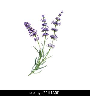Lavendelpflanze mit Blättern und Blumen Aquarell botanische Illustration. Hand gezeichnete botanische Lavendelillustration für Hochzeitseinladungen, Kosmetik Stockfoto