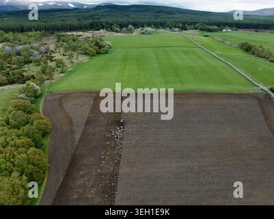 Luftaufnahme eines Traktors, der ein Feld pflügt, gefolgt von einer Vogelherde in der Nähe von üppig grünen Weiden und Wäldern in Inveruglass, Schottland, Vereinigtes Königreich. Stockfoto