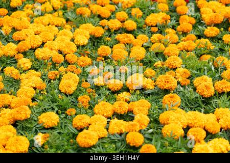 Hintergrund der natürlichen Orangenblüten und -Blätter aus der Familie Tagetes. Konzept: Kosmetikverpackung, Webbanner und Textildrucke, Landschaftsgestaltung Stockfoto