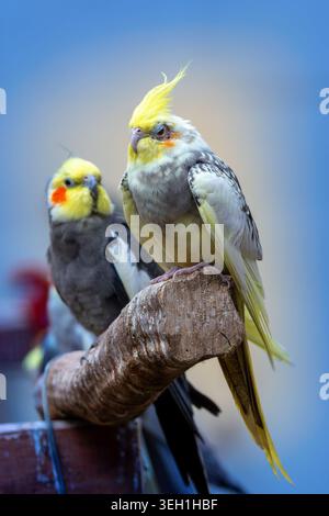 Häusliche zahme Kakatielpaare (Nymphicus hollandicus), die ruhig zusammen auf Barsch ruhen. Stockfoto