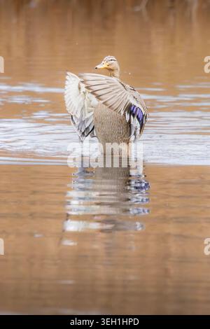 Frau Mallard, die Flügel streckt wie Morgenyoga auf dem Bernsteinsee, Bristol, Großbritannien Stockfoto