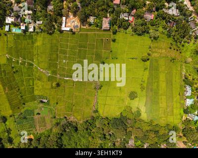 Blick aus der Vogelperspektive auf lebendige grüne Reisfelder, die in rechteckige Grundstücke unterteilt sind, umgeben von üppigen tropischen Bäumen und Wohnhäusern in Sigiriya, Central Stockfoto