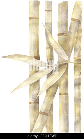 Aquarellbeige Bambusillustration, handgezeichnet zarte Bambusstäbchen und Blätter Komposition, Natur Clipart Stockfoto
