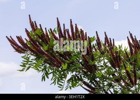 Violette Blüten des False Indigo Bush blühen vor einem klaren blauen Himmel und zeigen die dekorativen Merkmale der Pflanze in einer hellen, sonnigen Umgebung. Stockfoto