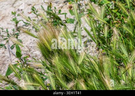 Hordeum murinum, auch bekannt als Wall Gerste, wächst kräftig auf einem Feld, das seine spitzen Ohren und langen Ahornhaare unter warmem Sonnenlicht präsentiert. Stockfoto