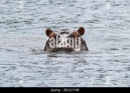 Der Kopf des Nilpferdes (Hippopotamus amphibius) taucht aus dem Feuchtwasserkörper auf und starrt auf die Kamera Stockfoto