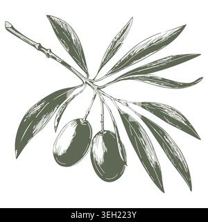 Ein Zweig Oliven mit Beeren, eine handgezeichnete Skizze. Vektorabbildung. Ein Frühlingszweig mit Blättern, isoliert auf weißem Hintergrund. Das Thema Küche Stock Vektor