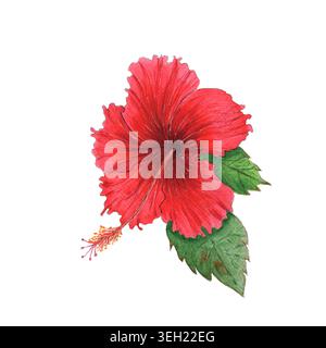 Hibiskusblüte Aquarellillustration isoliert auf weißem Hintergrund. Tropischer botanischer Clipart mit grünen Blättern, handbemalten Blumenelementen. Stockfoto
