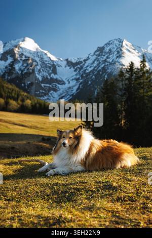 Ein wunderschöner rauer Collie liegt auf dem Gras mit den majestätischen schneebedeckten Bergen der Hohen Tatra im Hintergrund. Erfasst während der warmen goldenen Stunde Stockfoto