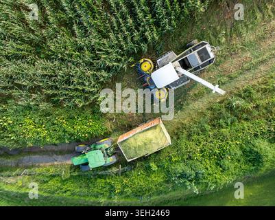 Luftaufnahme eines Mähdreschers und eines Traktors mit Anhänger, der während der Erntesaison auf einem üppigen Maisfeld arbeitet Maia, Acores, Portugal. Stockfoto