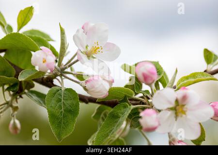 Zarte weiße und rosafarbene Apfelblüten auf einem Zweig Stockfoto