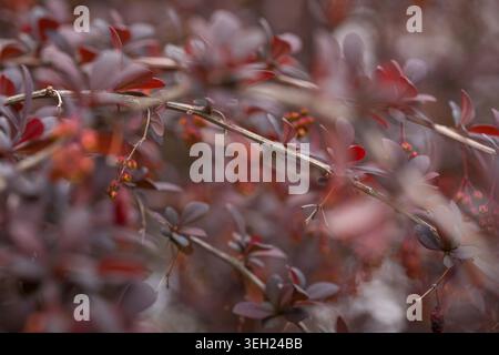 Japanischer Berberberitze mit rotem Laub und Beeren Stockfoto