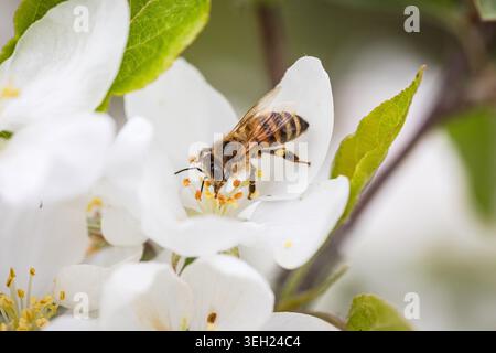 Honigbiene bestäubt eine weiße Apfelblüte Stockfoto