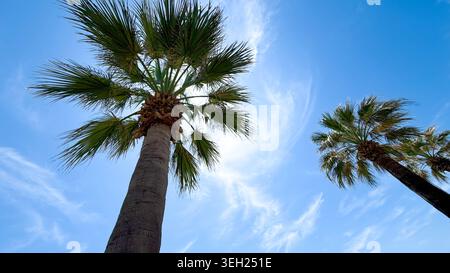 Zwei hohe Palmen mit grünen Wehren vor einem hellblauen Himmel mit schimmernden Wolken schaffen eine tropische und sonnige Atmosphäre in einer natürlichen Umgebung Stockfoto