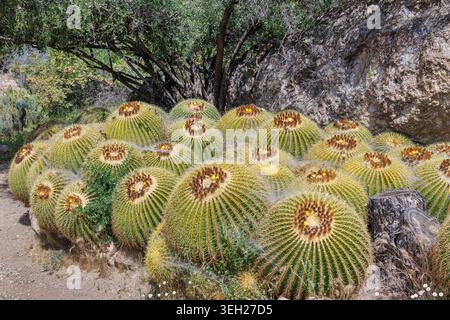 goldener Fasskaktus, goldene Kugel, Kissen der Schwiegermutter, Stuhl der Schwiegermutter (Kroenleinia grusonii, Echinocactus grusonii), Gruppe, USA, Arizona, Stockfoto