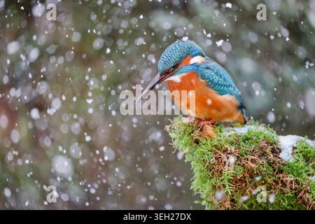 eisvogel (Alcedo atthis), männlich auf einem gebrochenen, moosbedeckten Ast, wenn Schnee fällt, Deutschland, Mecklenburg-Vorpommern Stockfoto
