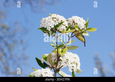 Burkwoods Viburnum (Viburnum burkwoodii, Viburnum x burkwoodii, V. carlesii x V. macrocephalum), blühender Zweig Stockfoto