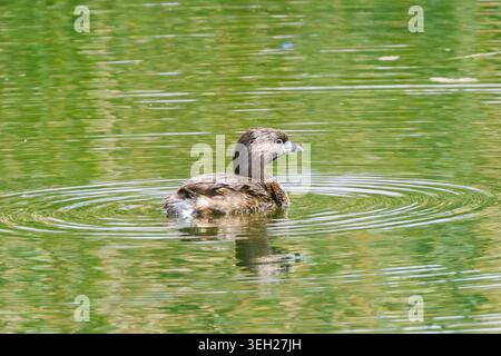rattenschnabel (Podilymbus podiceps), Schwimmen auf einem See, USA, Arizona, Boyce Thompson Arboretum State Park, Phoenix Stockfoto