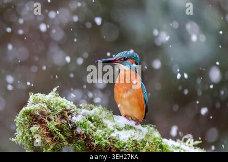 eisvogel (Alcedo atthis), männlich auf einem gebrochenen, moosbedeckten Ast, wenn Schnee fällt, Deutschland, Mecklenburg-Vorpommern Stockfoto