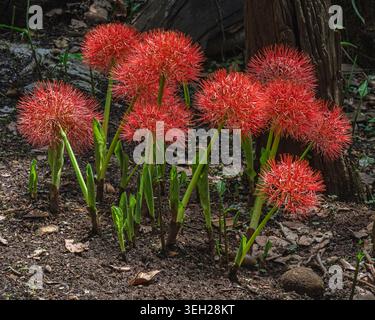 Nahaufnahme einer Gruppe von leuchtend orange roten Blüten des Skadoxus multiflorus alias Blutlilie oder Feuerballlilie, die draußen auf dunklem Hintergrund blüht Stockfoto