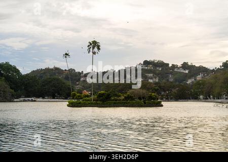 Blick auf den Kandy Lake mit der zentralen Insel mit hohen Palmen vor dem Hintergrund von üppigen grünen Hügeln und Wohngebäuden Kandy, Central P Stockfoto