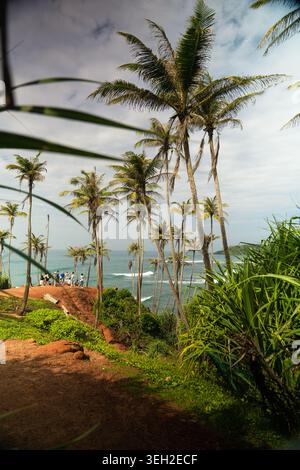 Blick auf den berühmten Coconut Tree Hill mit hohen Palmen auf einer roten Felsklippe mit Blick auf das Meer und Menschen, die sich am Rande in Mirissa, Southe, versammelten Stockfoto