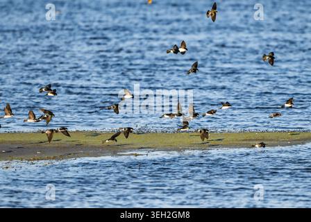 Eine Schar von Baumschwalben (Tachycineta bicolor), die über einem See auf der Suche sind. Texas, USA. Stockfoto