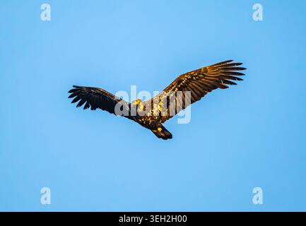 Ein unreifer Weißkopfadler (Haliaeetus leucocephalus) fliegt über dem Kopf. Vancouver, British Columbia, Kanada. Stockfoto