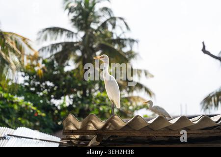 Blick auf zwei weiße Reiher, die auf einem gewellten Metalldach mit tropischen Palmen im Hintergrund Sri Lanka thronen. Stockfoto