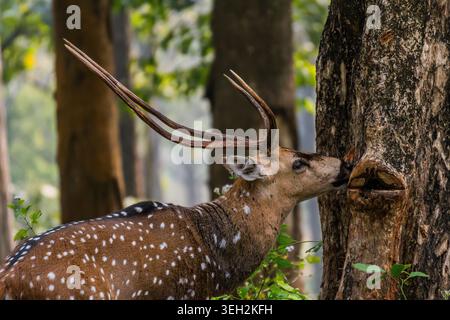 Nahaufnahme des Seitenprofils eines wilden männlichen gefleckten Hirsches (Chital), der einen strukturierten Baumstamm in einem üppig grünen Wald schnüffelt. Stockfoto