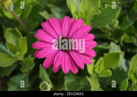 Wunderschöne Makrofotografie aus nächster Nähe von Cape Marguerite (Dimorphotheca ecklonis) mit hellen lila, violetten Blüten in einem südafrikanischen Garten Stockfoto
