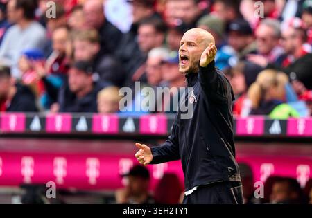 Trainer Lukas Kwasniok von Köln während des Spiels FC BAYERN München - 1. FC Köln am 16. Mai 2026 in der Allianz Arena München. Saison 2025/2026, 1.Bundesliga, FCB, Spieltag 34, Fotograf: ddp-Bilder / STAR-Bilder - DFL-VORSCHRIFTEN VERBIETEN JEDE VERWENDUNG VON FOTOGRAFIEN als BILDSEQUENZEN und/oder QUASI-VIDEO - Stockfoto