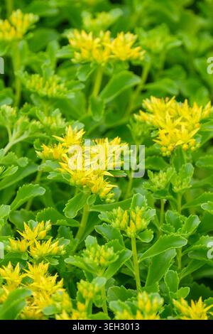 Sedum kamtschaticum, orangene Steinpfanne, hellgrüne Blätter, sternenklare, goldgelbe Blüten Stockfoto