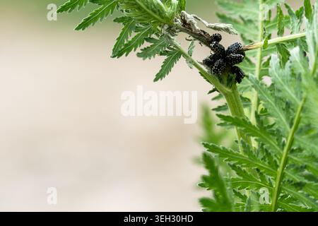 Nahaufnahme von Oxythyrea funesta-Käfern, die auf einer Pflanze in einer natürlichen Außenumgebung angesammelt sind. Gruppe von weiß gefleckten Rosenkäfern (Oxythyrea funesta) füttert Stockfoto