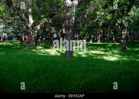 Ruhige Parklandschaft mit alten Bäumen, die im Sommer lange Schatten auf einem lebhaften grünen Rasen werfen. Stockfoto