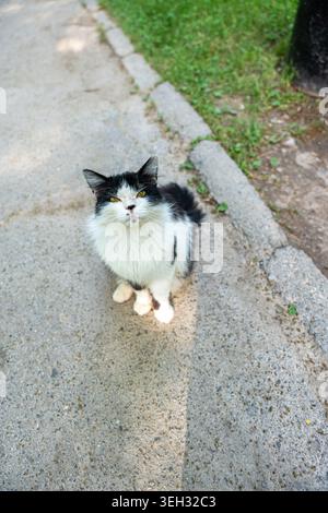 Eine flauschige, schwarz-weiße Raupe, die auf einem gepflasterten Parkweg sitzt und neugierig auf die Kamera blickt. Die Katze hat auffällige gelbe Augen. Stockfoto