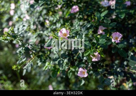 Weiche rosa Wildhunderose (Rosa canina) in voller Blüte unter hellem Sonnenlicht. Ein üppiger Busch wilder Hunderose mit zarten, blassrosa Blüten Stockfoto