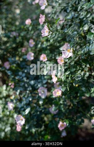 Weiche rosa Wildhunderose (Rosa canina) in voller Blüte unter hellem Sonnenlicht. Ein üppiger Busch wilder Hunderose mit zarten, blassrosa Blüten Stockfoto
