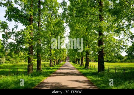 Die Heltorfer Schlossallee ist eine alte, von hohen Bäumen gesäumte Straße im Düsseldorfer Stadtteil Angermund (Rheinland). Er führt zu einem Schloss. Stockfoto