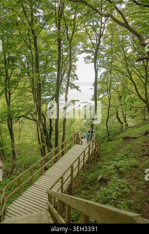 Møns Klint, Dänemark, Mai 2026: Holzsteg schlängelt sich durch einen üppig grünen Buchenwald in Richtung Meer Stockfoto
